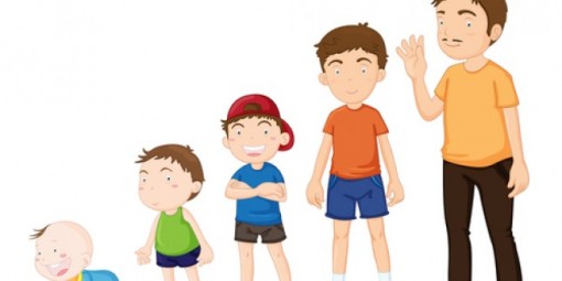 MONTESSORI GELİŞİM EVRELERİ